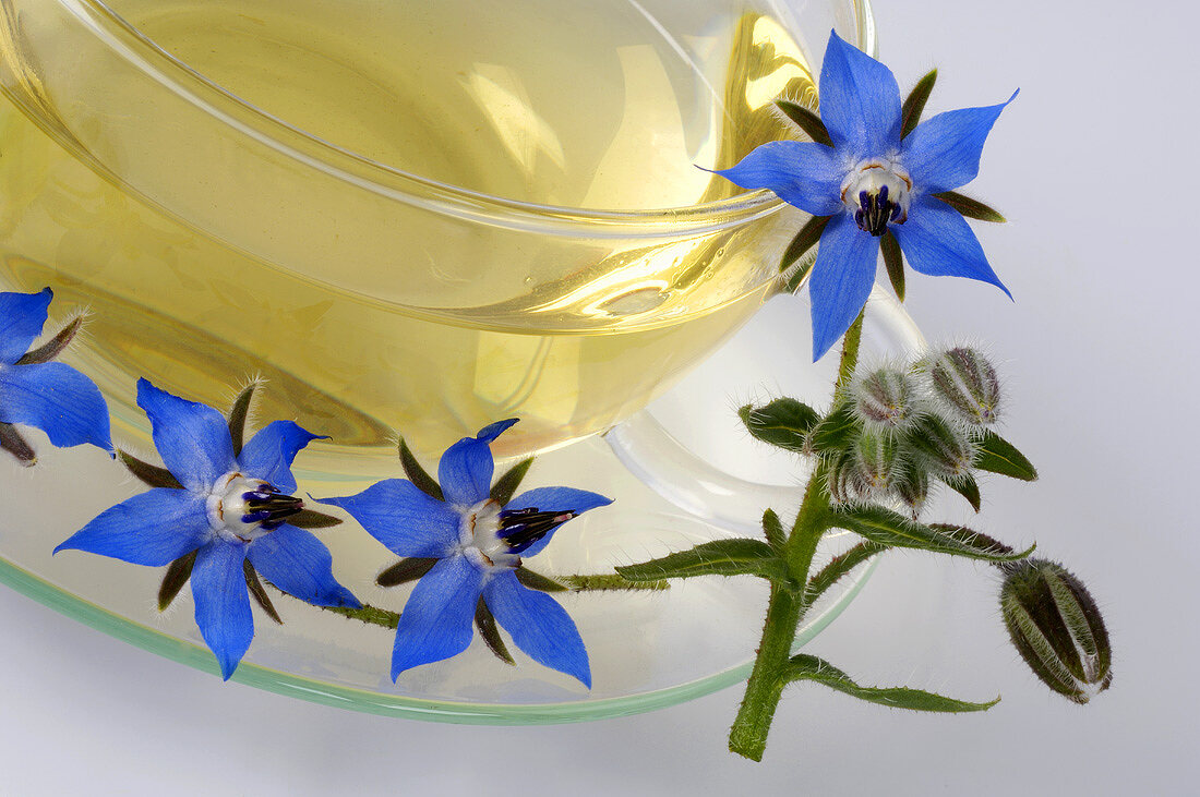 Eine Tasse Borretschtee und Borretschblüten