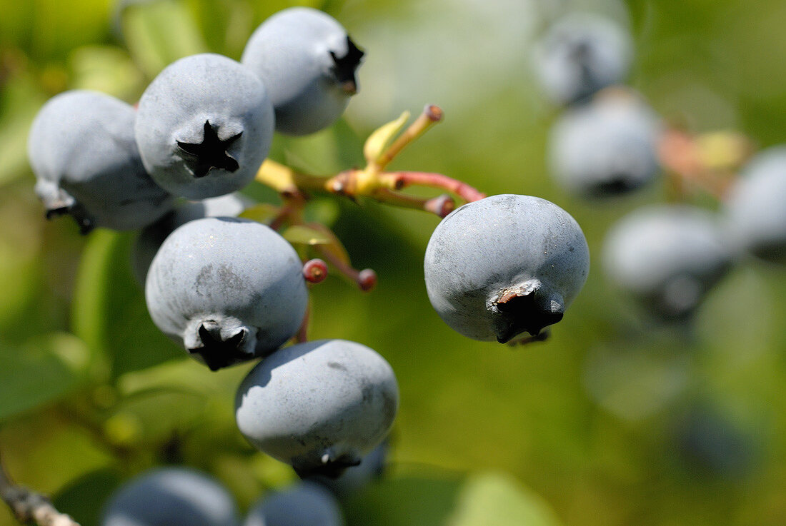 Blueberries on the bush