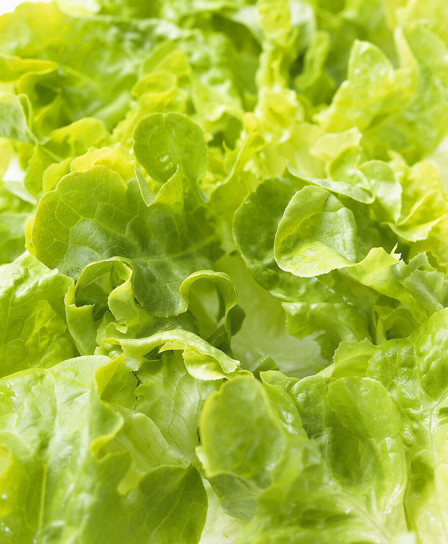 Lettuce (close-up)