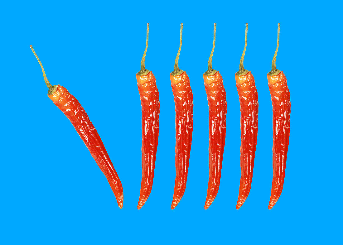 Getrocknete rote Chilischoten vor blauem Hintergrund