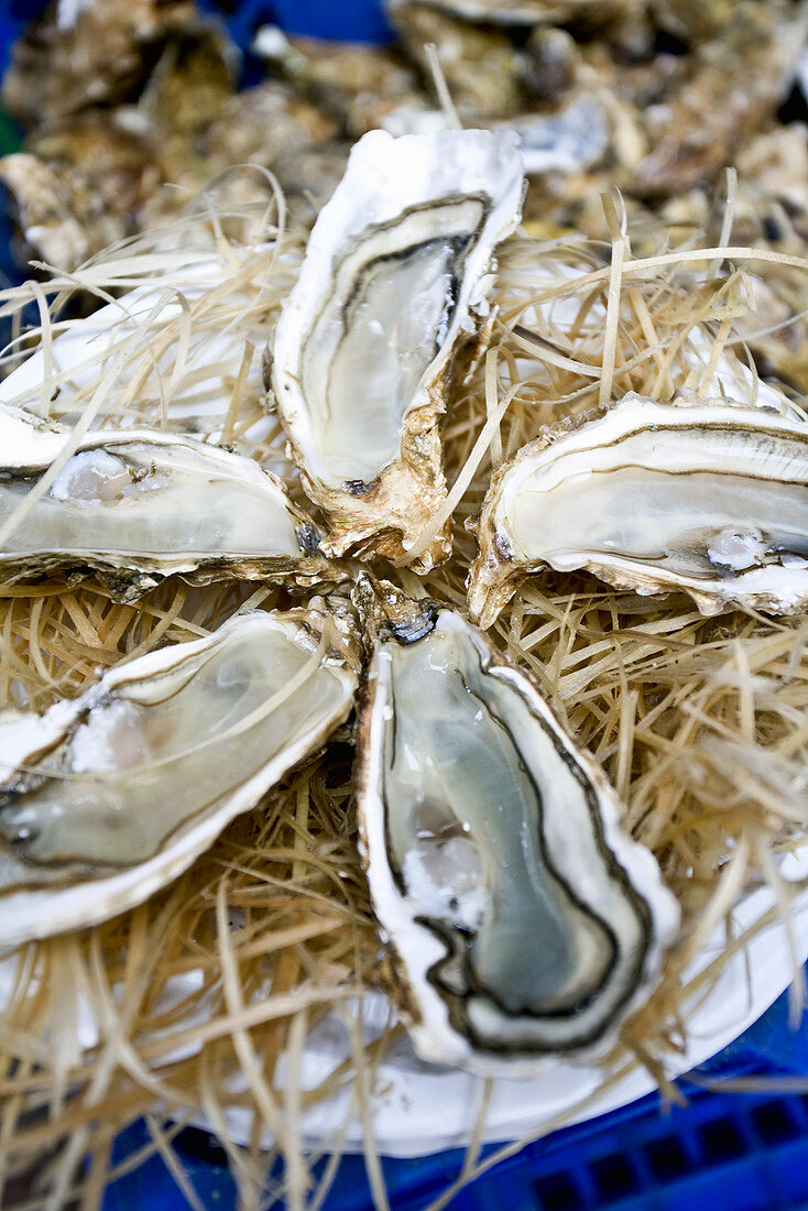 Opened oysters on a market stall