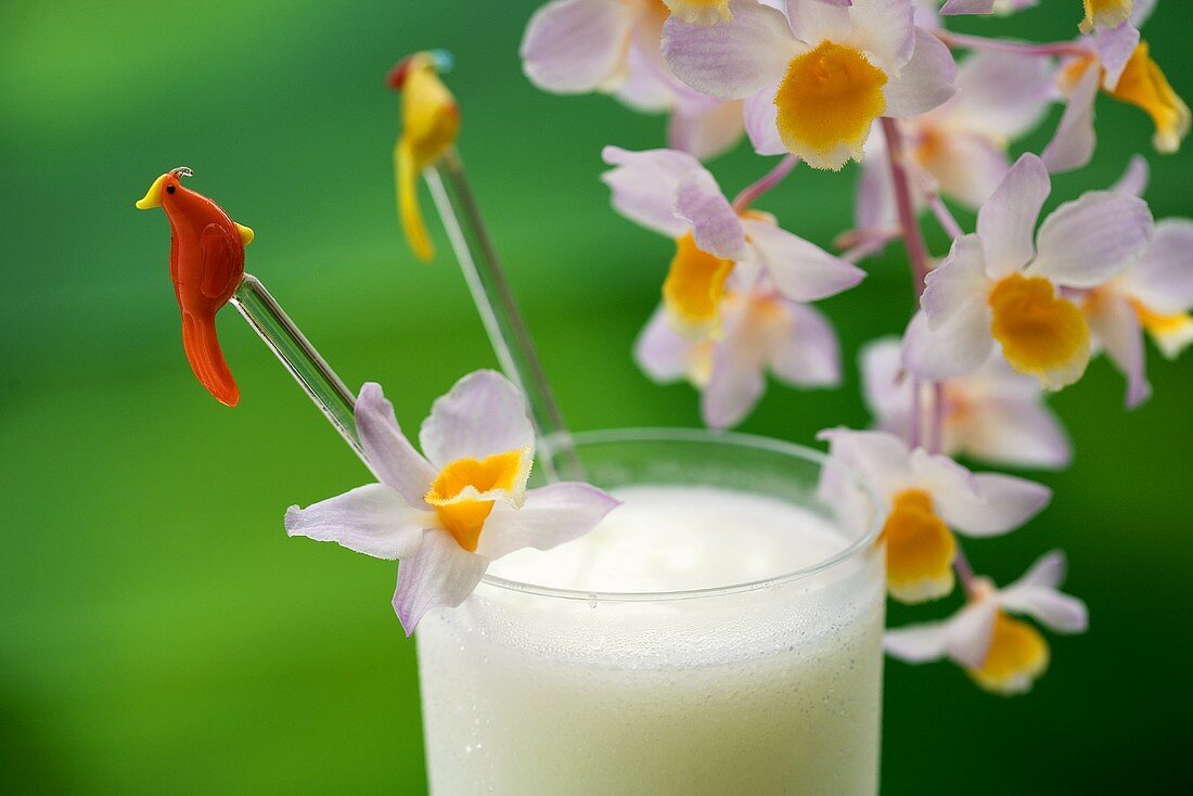 Piña Colada, orchids in background