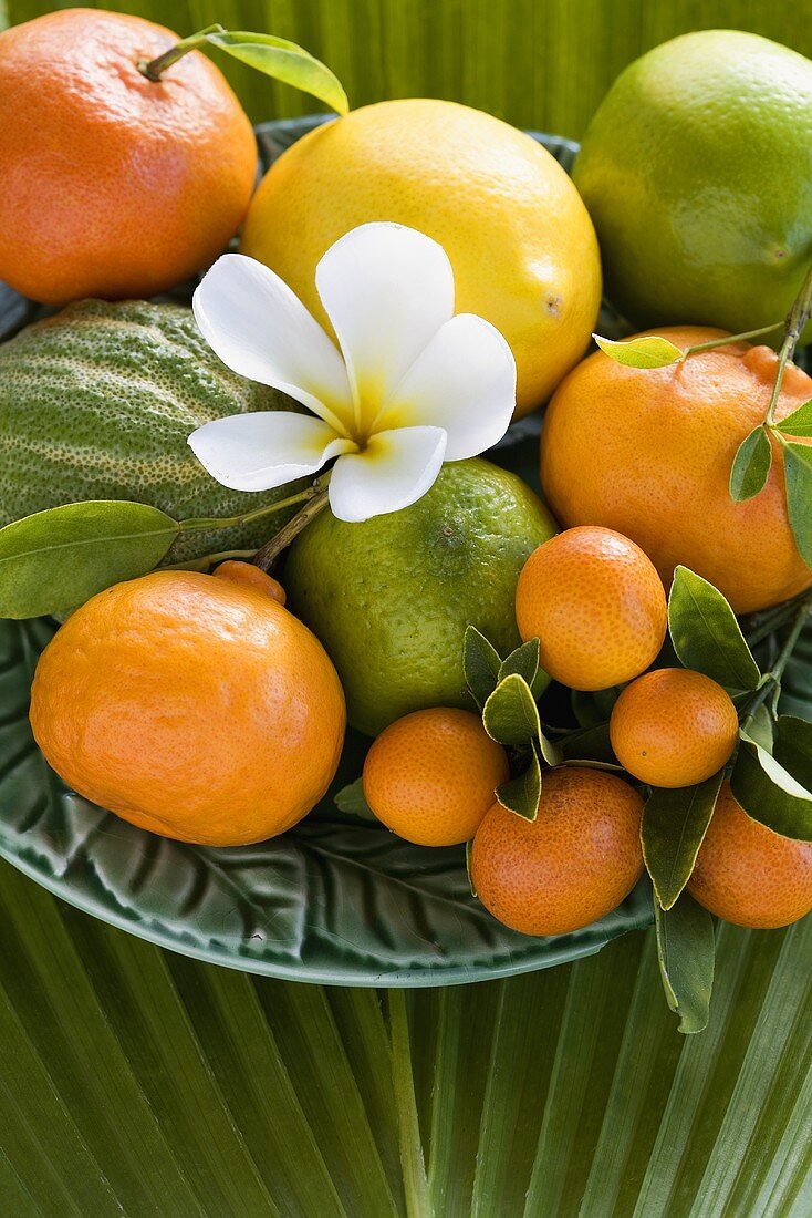 Verschiedene Zitrusfrüchte mit Blättern und Plumeria