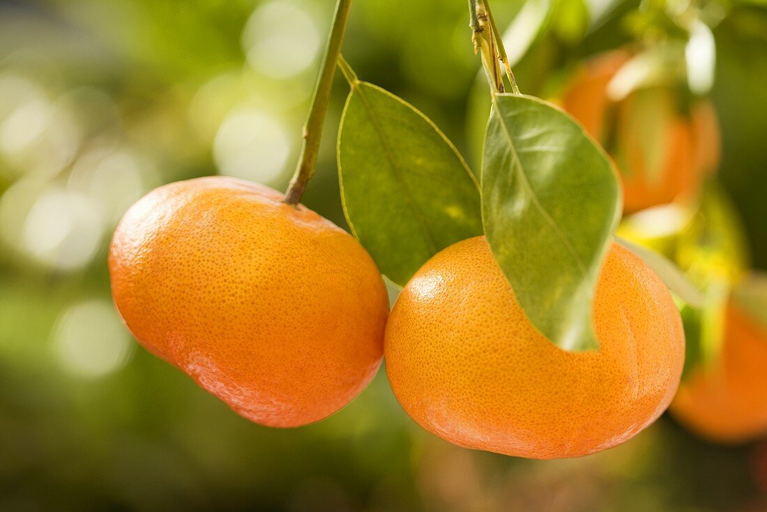 Tangerines on the tree