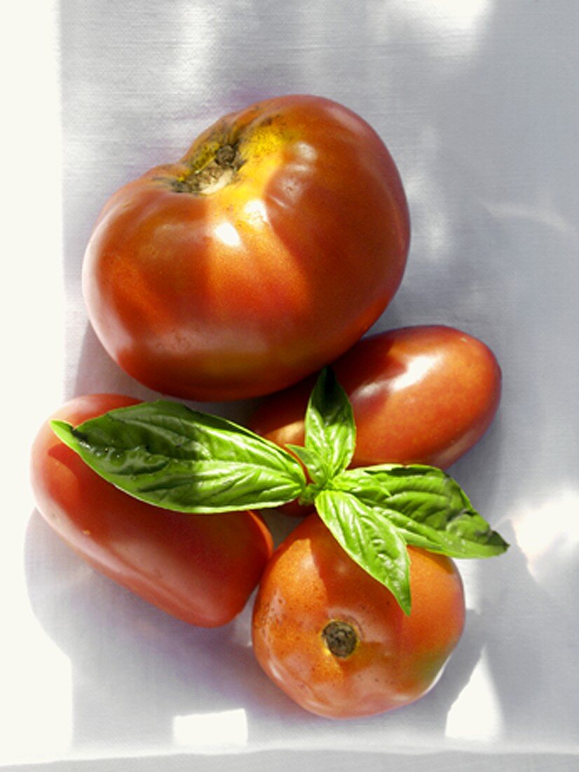 Verschiedene Tomaten mit Basilikum