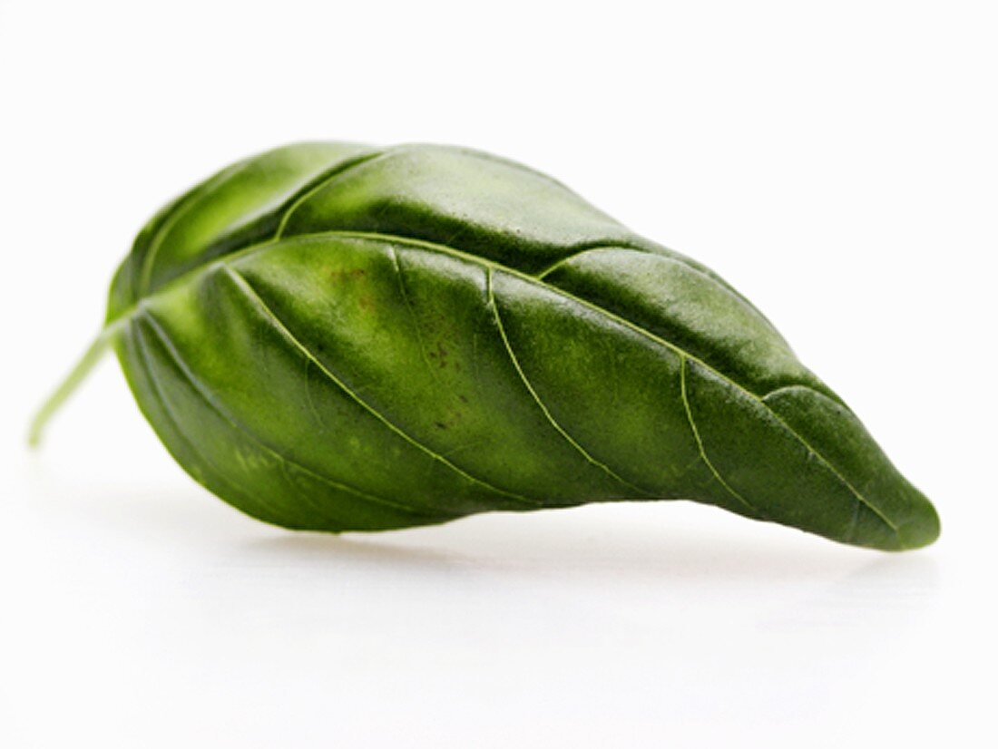 One Basil Leaf