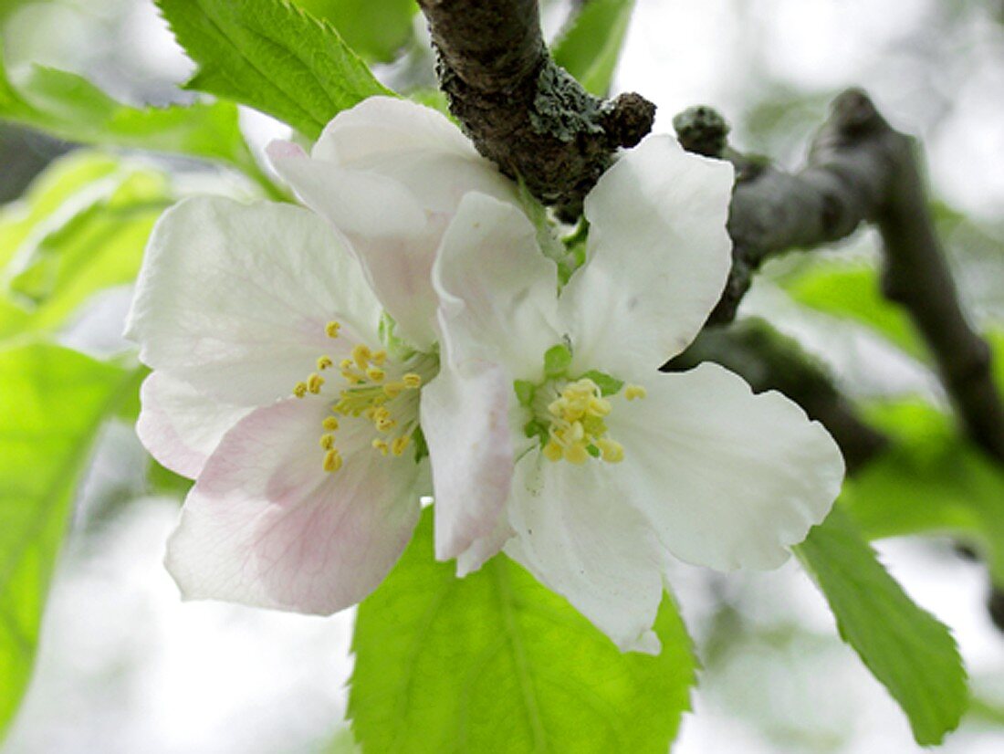 Apfelblüten