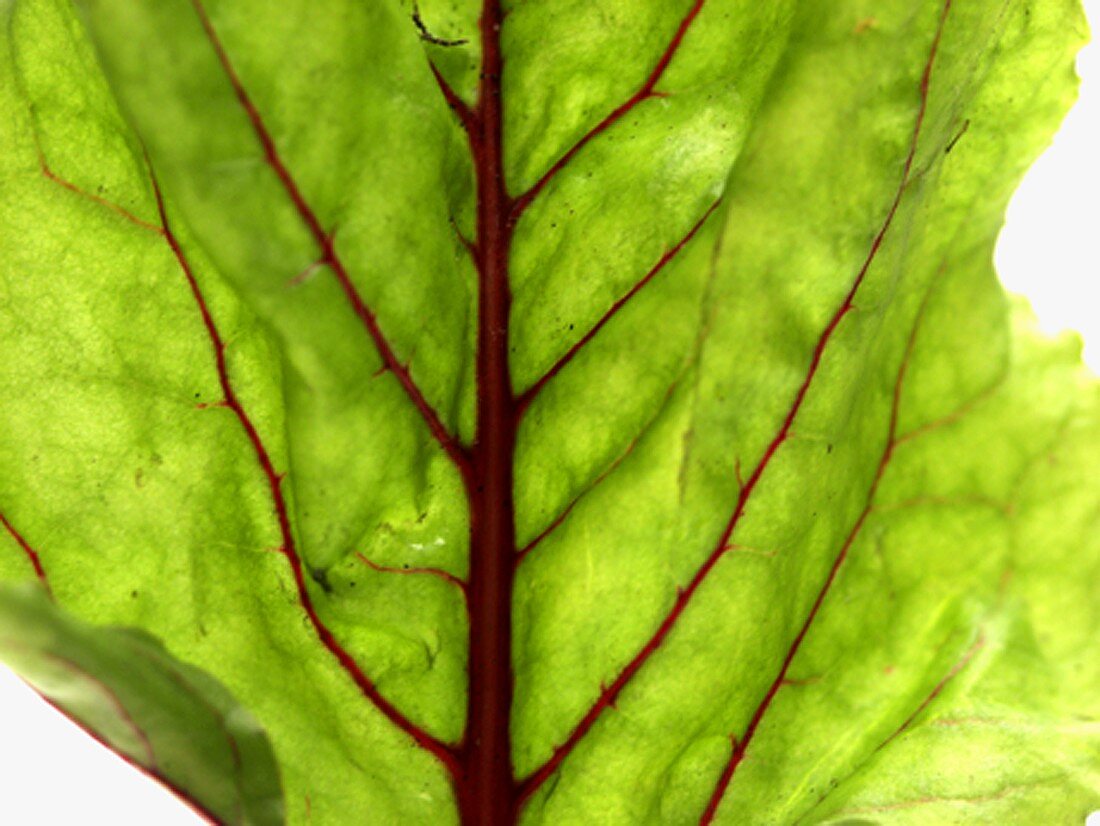 Beetroot leaf (detail)