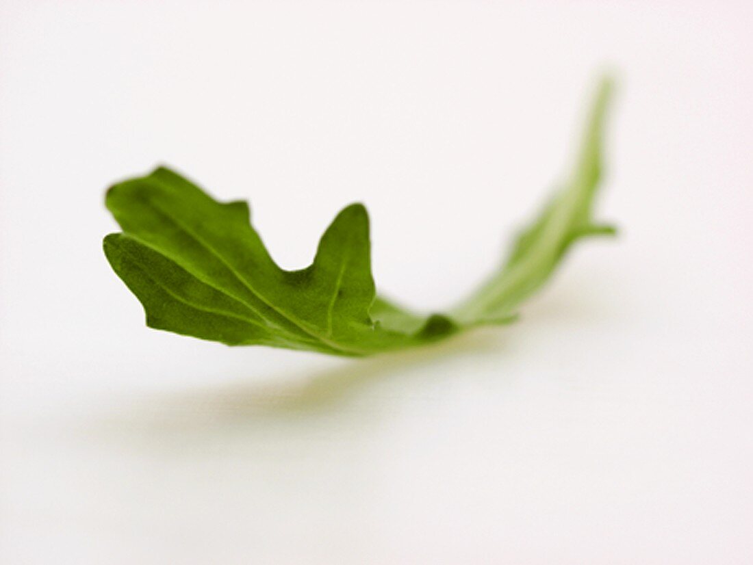 One Arugula Leaf