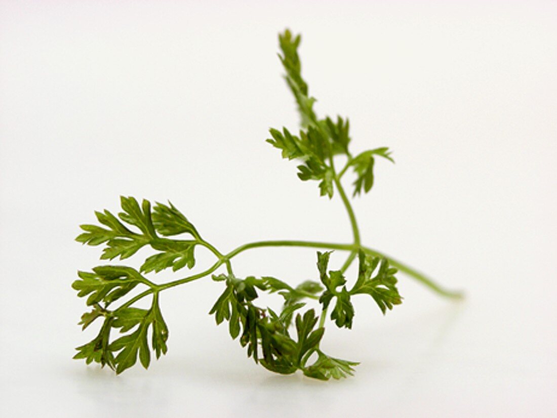 Flat Parsley