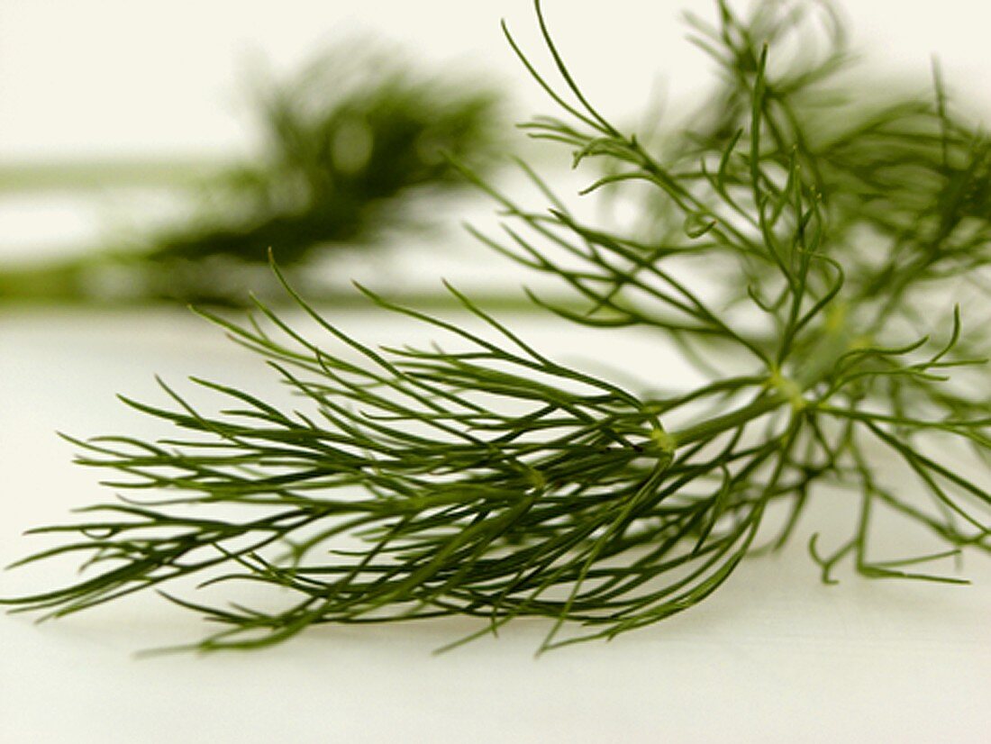 Fresh Dill