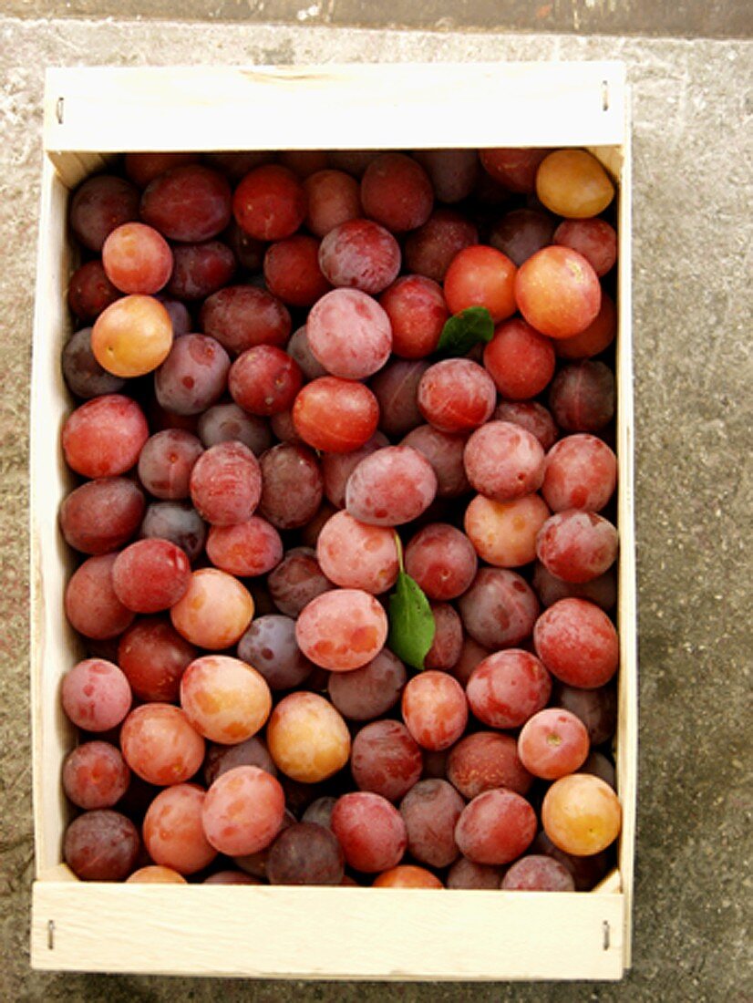 Burbank Plums in a Wooden Crate