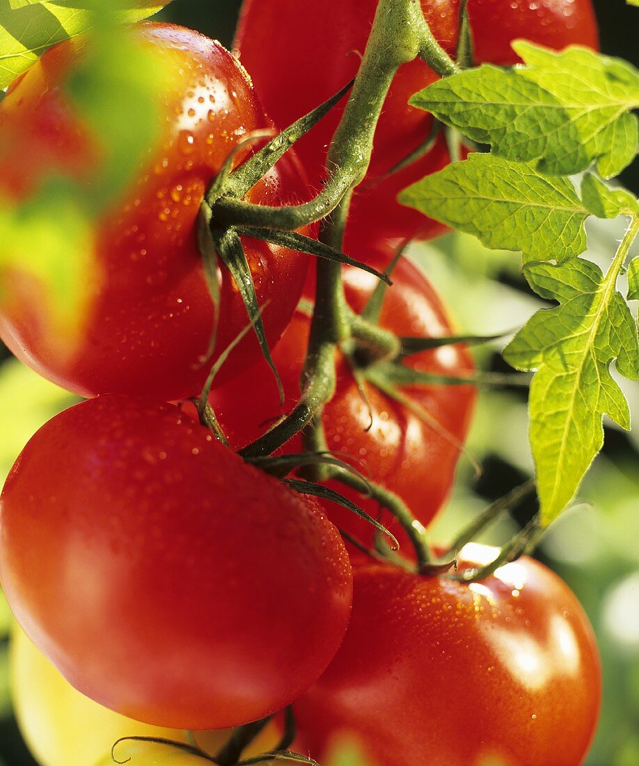 Red tomatoes with drops of water on the plant