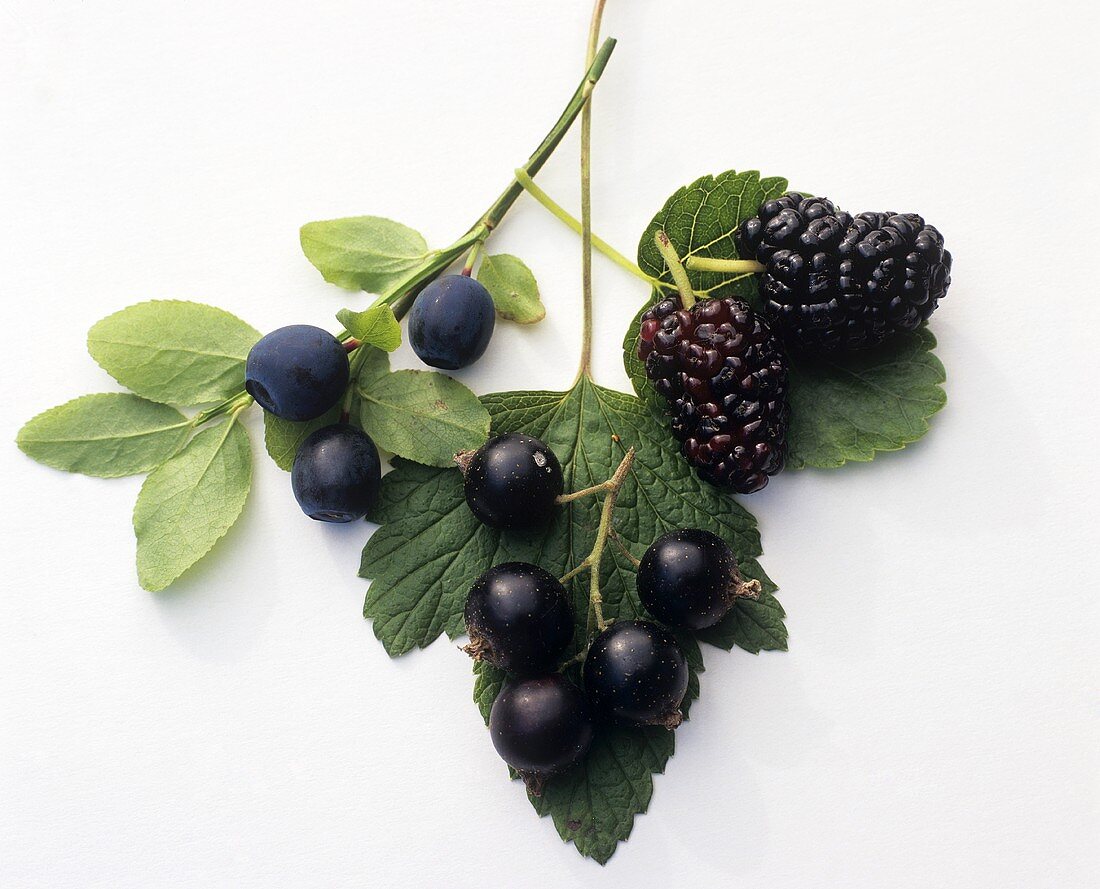 Maulbeeren, schwarze Johannisbeeren und Heidelbeeren