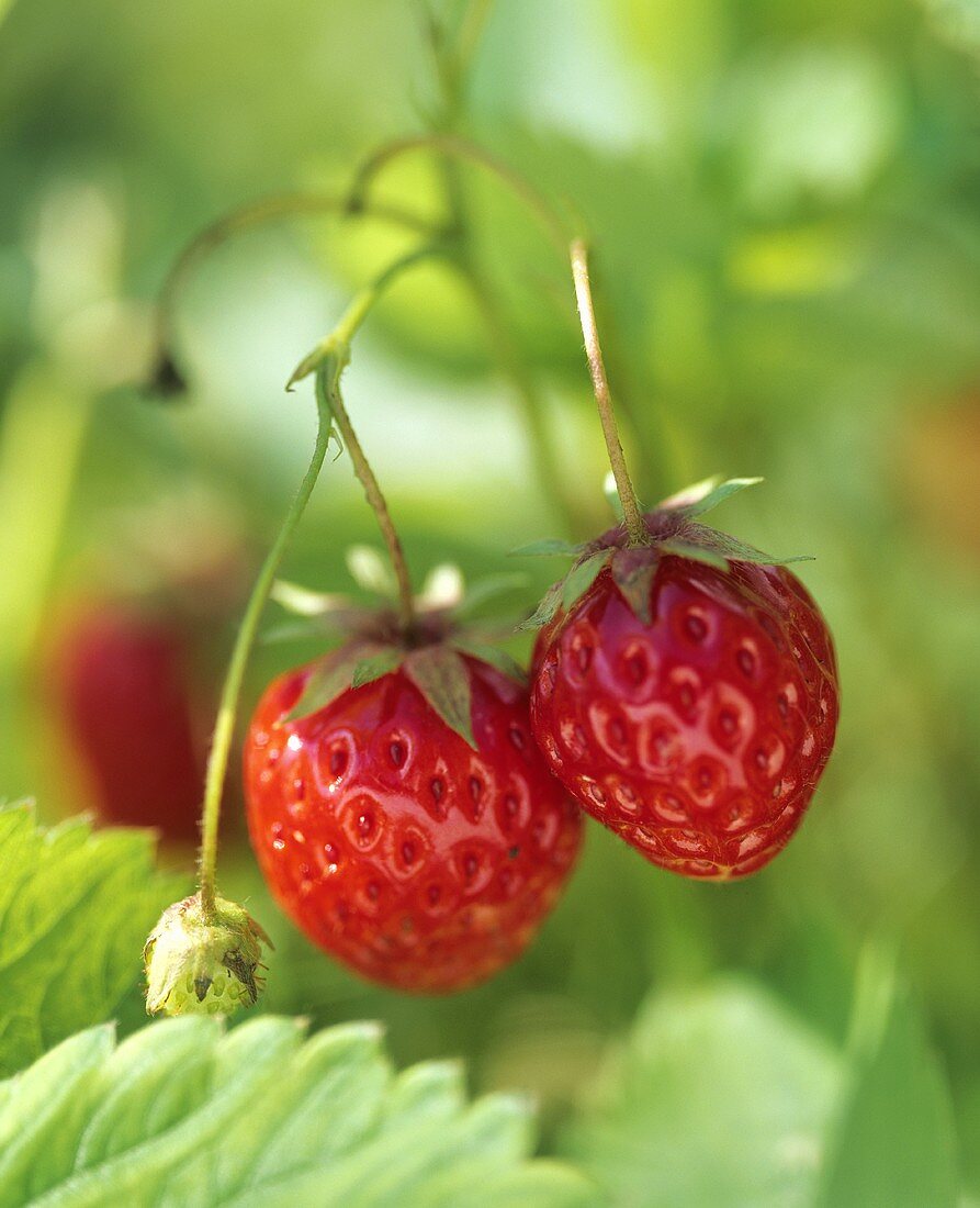 Erdbeeren an der Pflanze