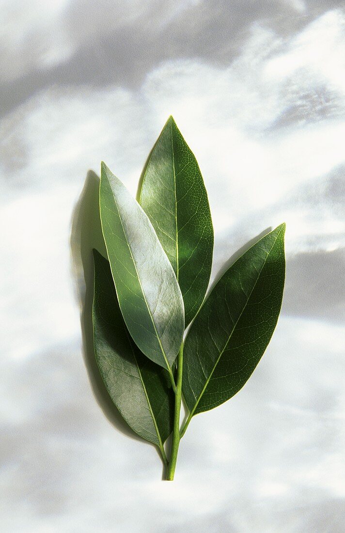 Fresh Bay Leaves; From Above