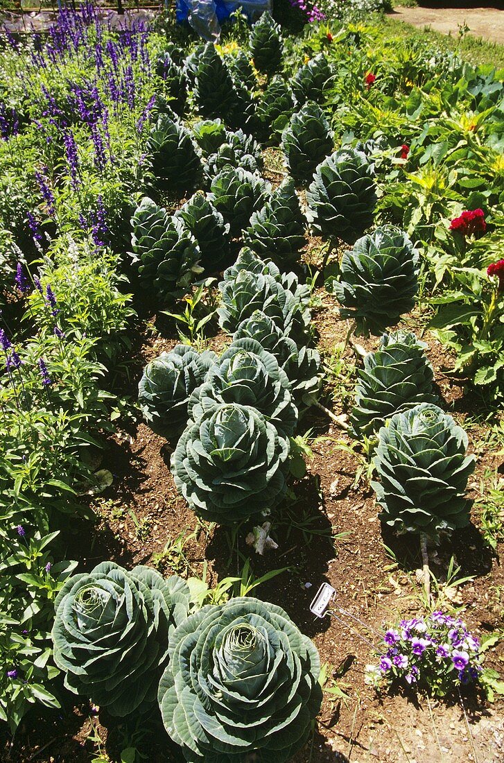 Garden of Decorative Cabbages