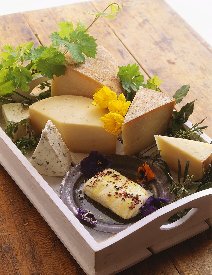 Verschiedene Käsesorten auf einem Tablett