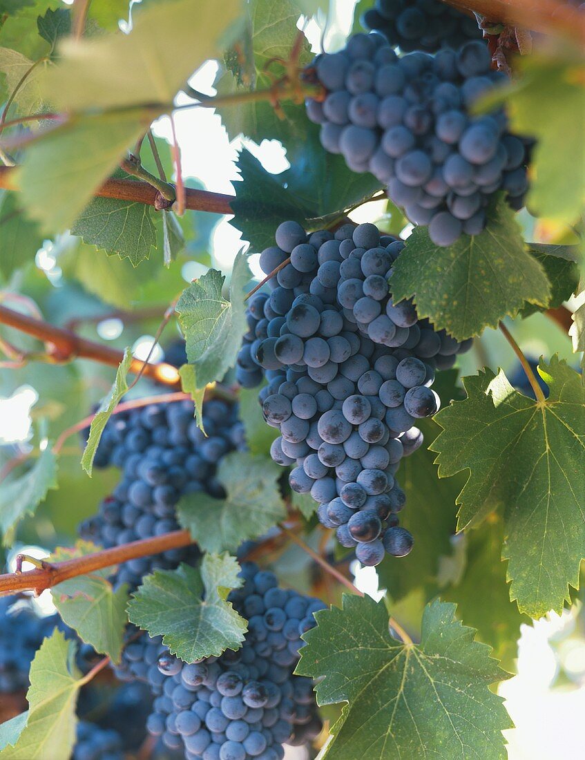 Purple Grapes on the Vine