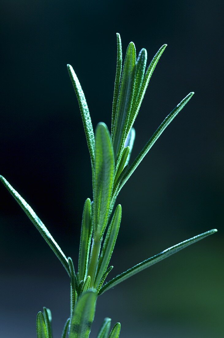 Rosmarinzweig (Close Up)