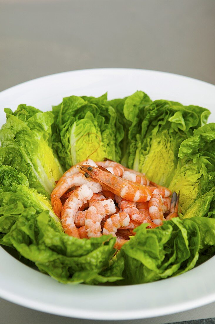 Mehrere ganze, gegarte Shrimps im Salatbett