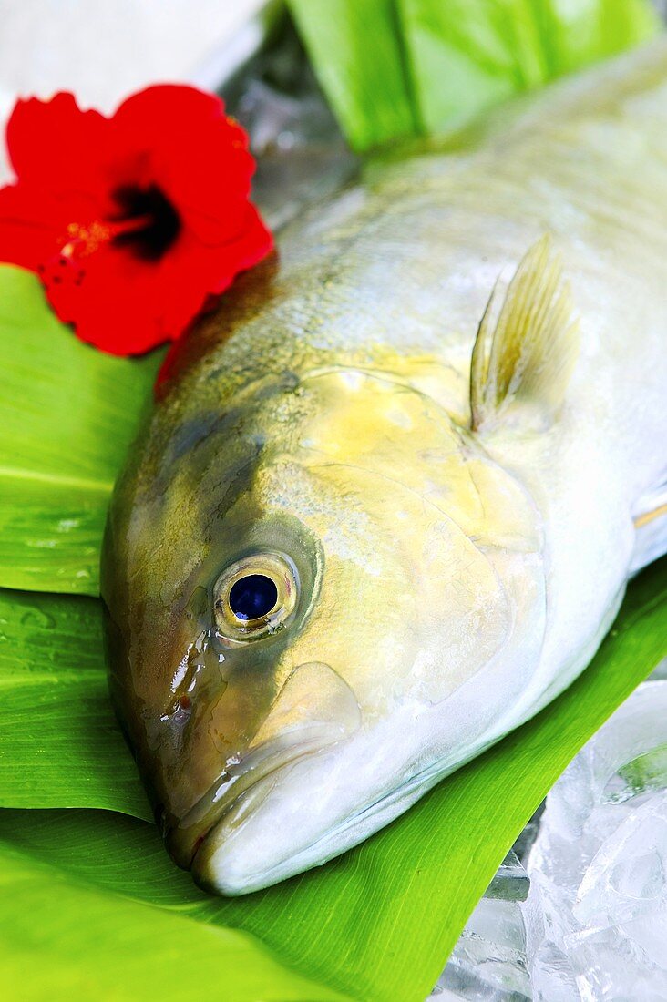 Kanpachi (Gelbschwanz Thunfisch, Ausschnitt)