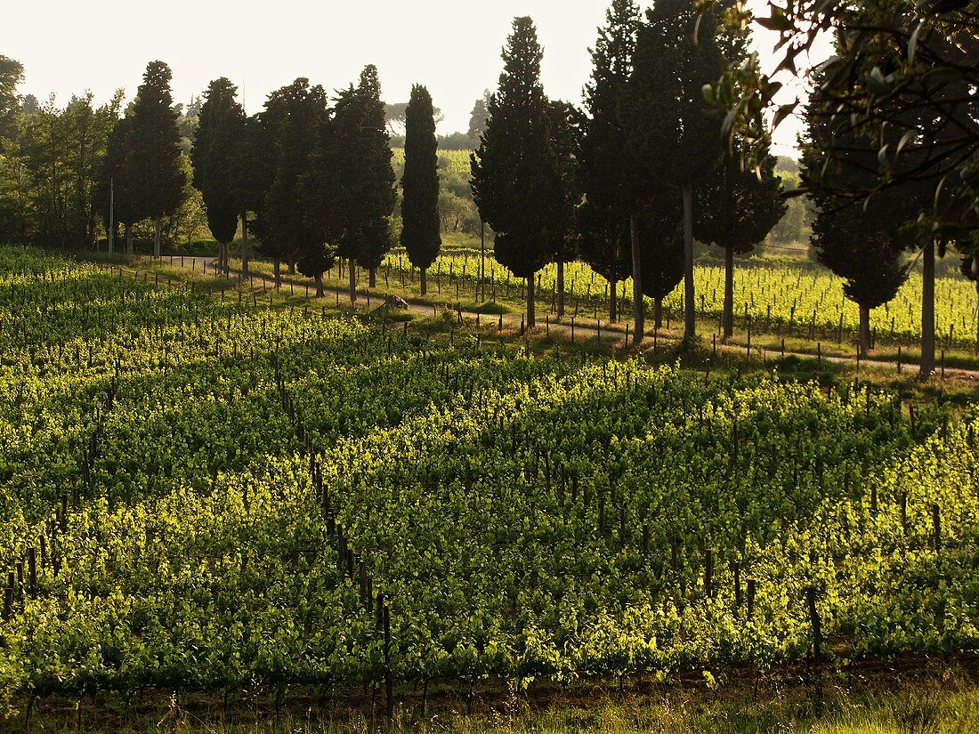 Weinreben und Zypressen im Frühling in der Toskana