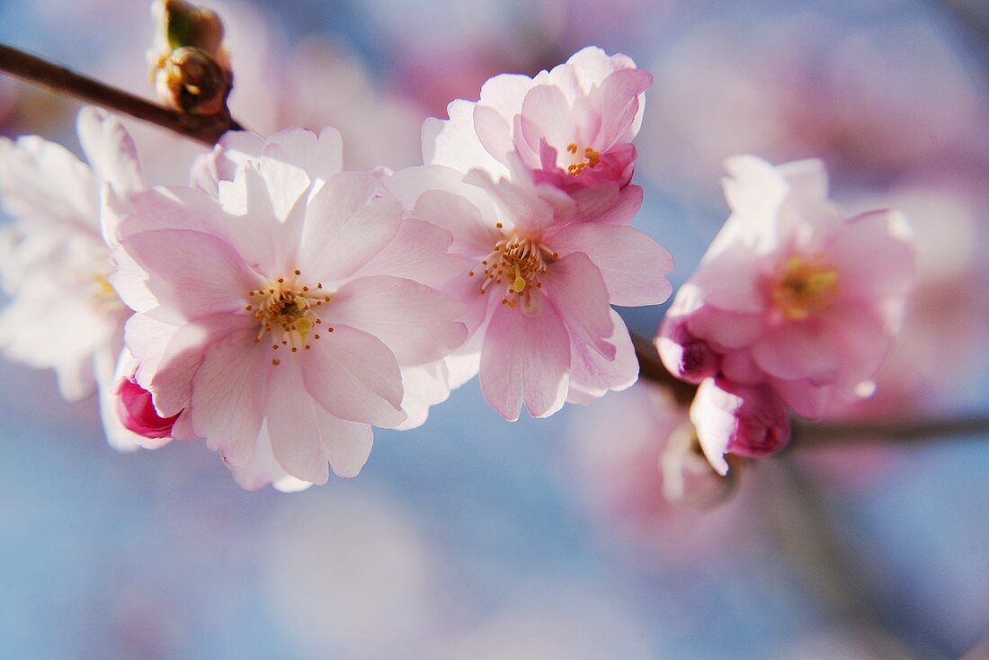 Cherry blossom branch (close-up)