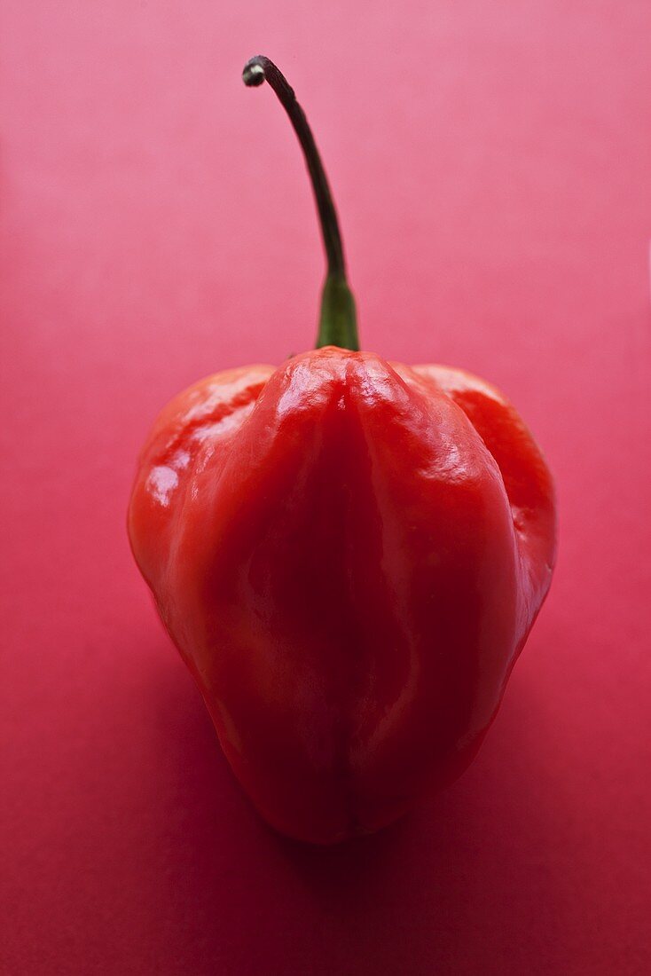 A red Habanero chilli pepper