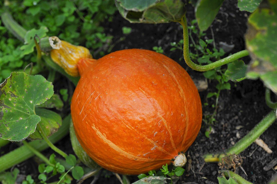 A single pumpkin on the plant