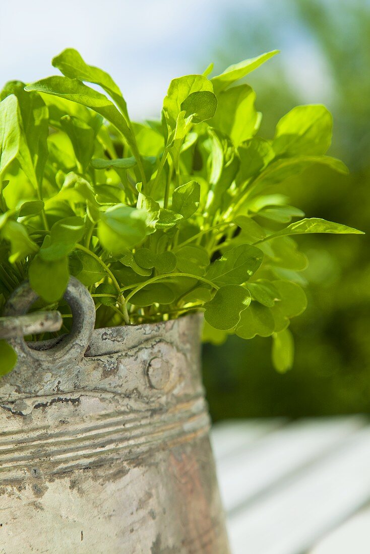 Rucola im Blumentopf