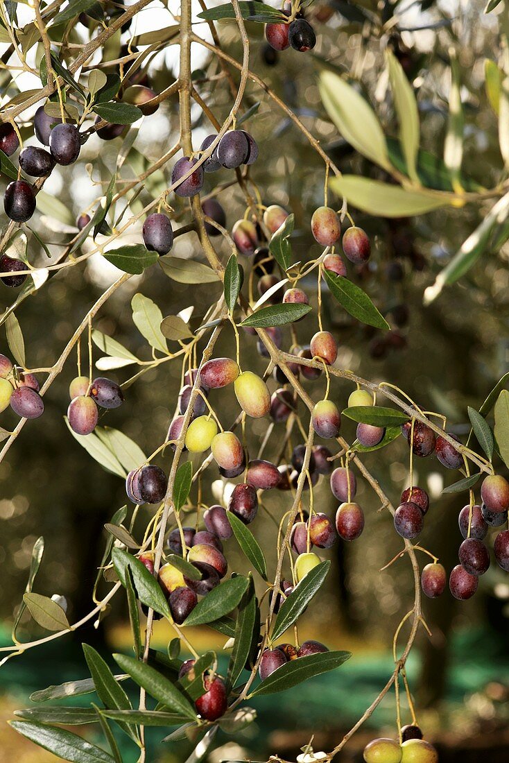 Schwarze Oliven an einem Baum, Perugia, Umbrien, Italien