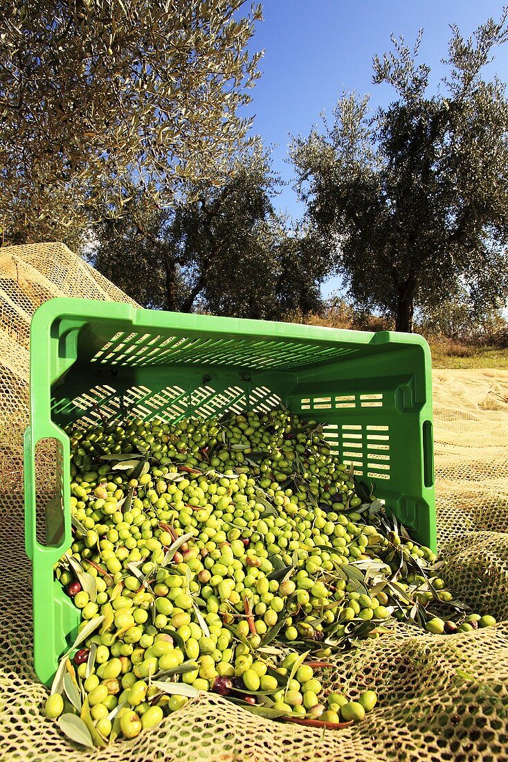 Geerntete Oliven im Korb, Perugia, Umbrien, Italien