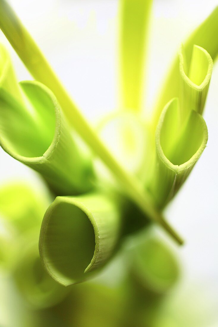 Sping onions (close-up)