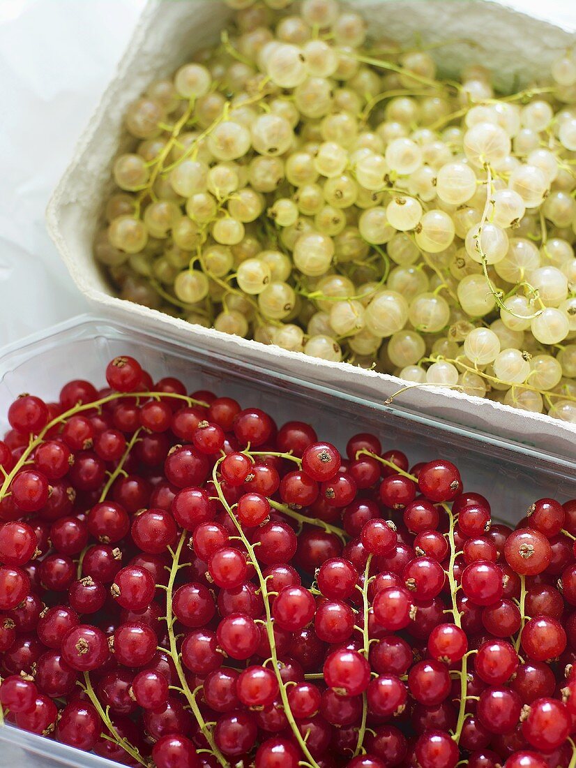 Red and white currants in containers