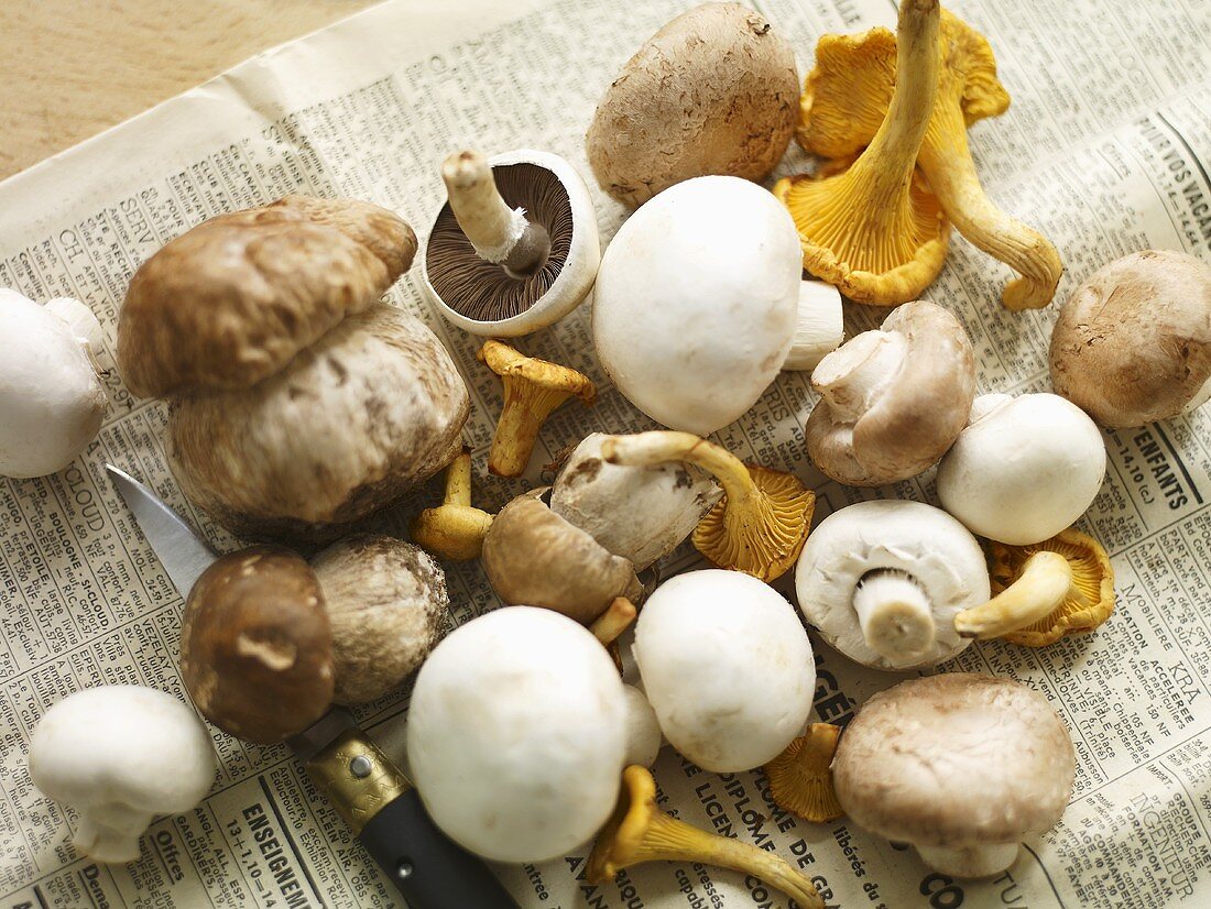 Porcini mushrooms, chanterelle mushrooms and button mushrooms with a knife on a piece of newspaper