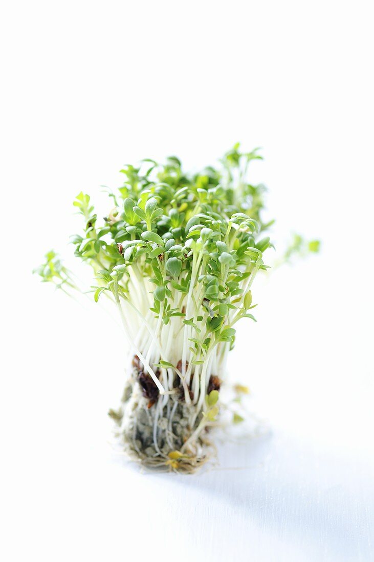 Fresh cress