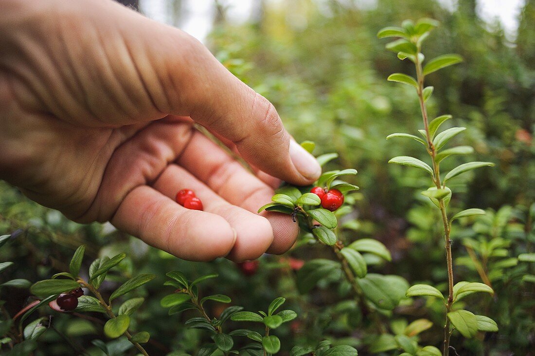 A hand picking lingonberries