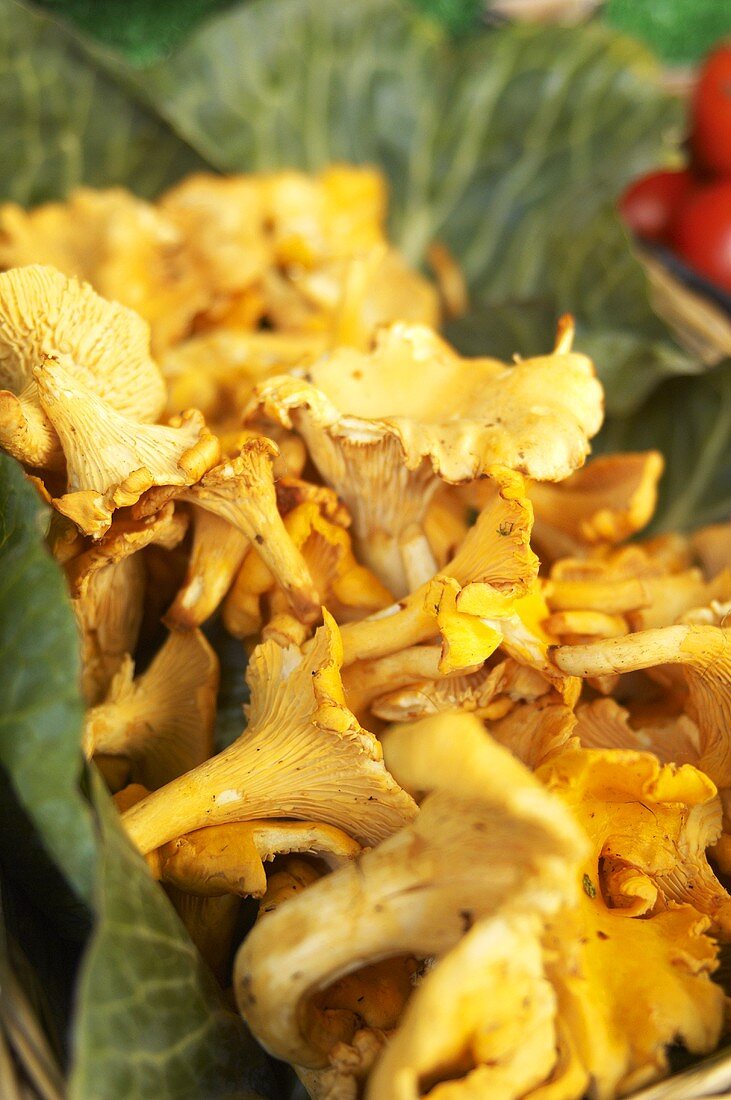 Chanterelles