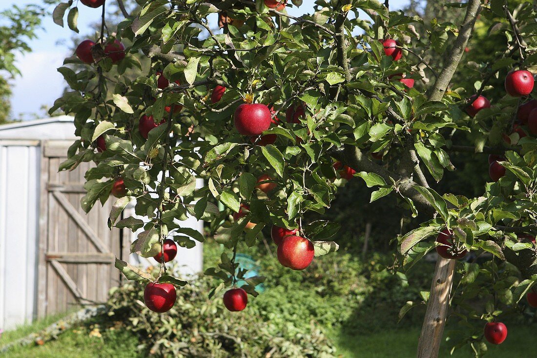 An apple tree with red apples with a summer house in the background