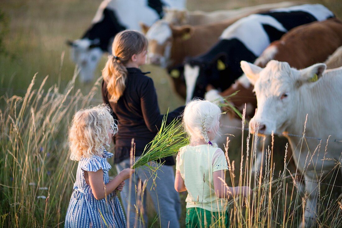 Three girls feeding cows in a meadow