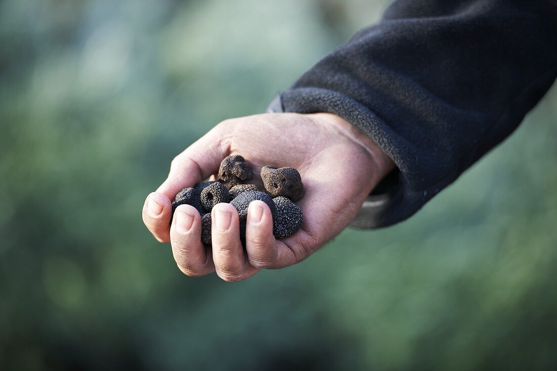 A hand holding black truffles