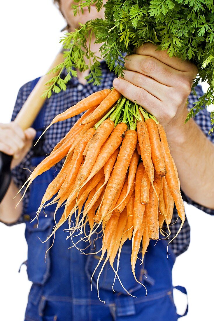 A farmer holding a bunch of fresh carrots