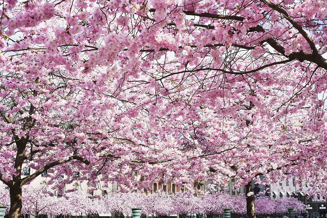 Blühende Kirschbäume im Park