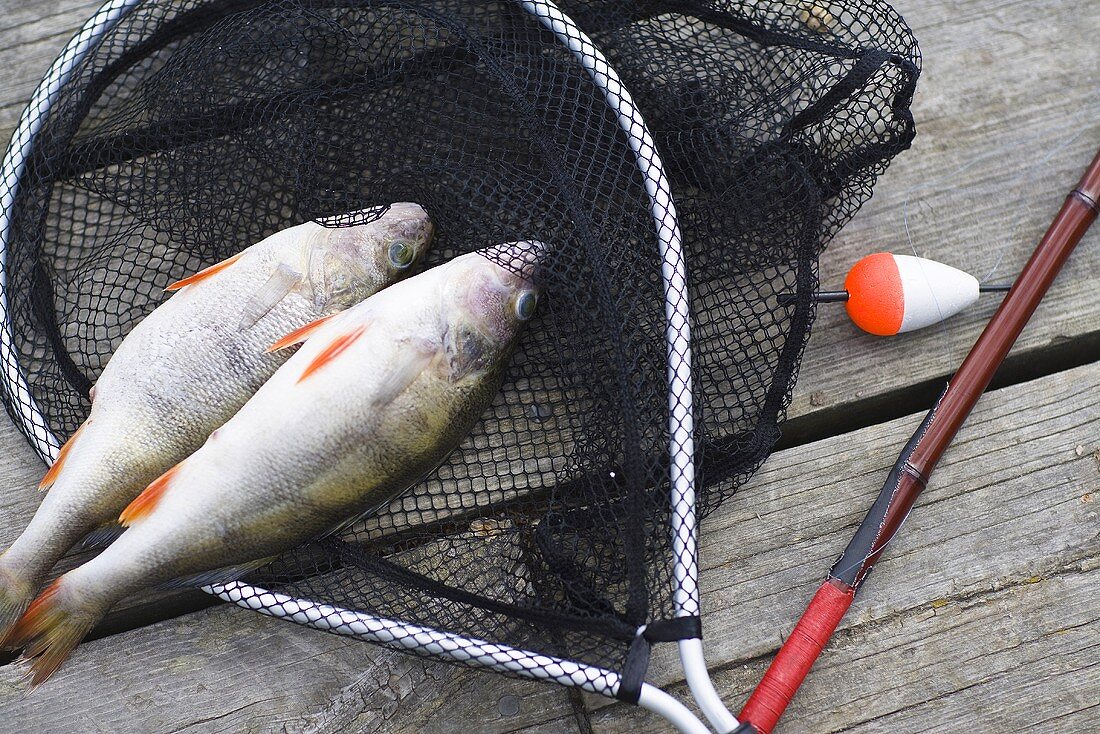 Frisch gefangene Fische im Fischernetz