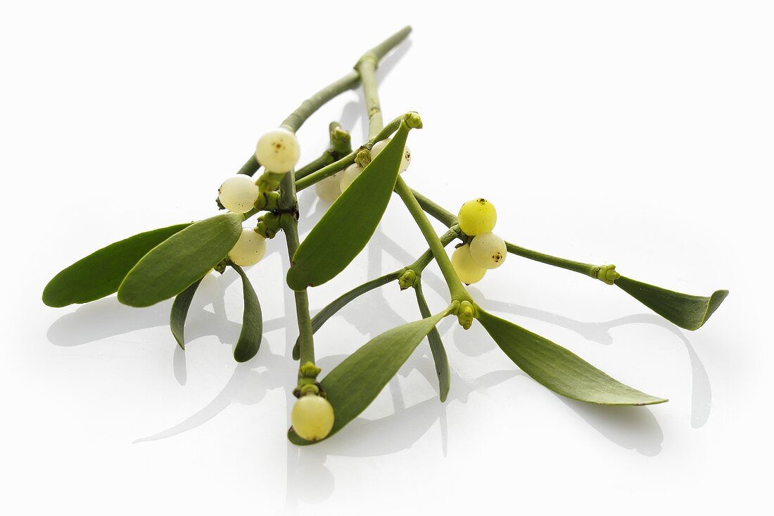 Sprig of mistletoe