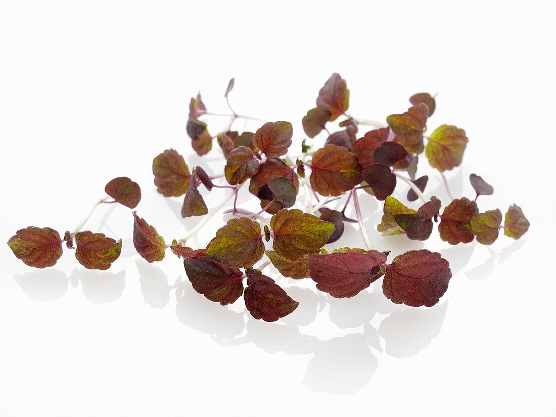 Red shiso (sprouts)
