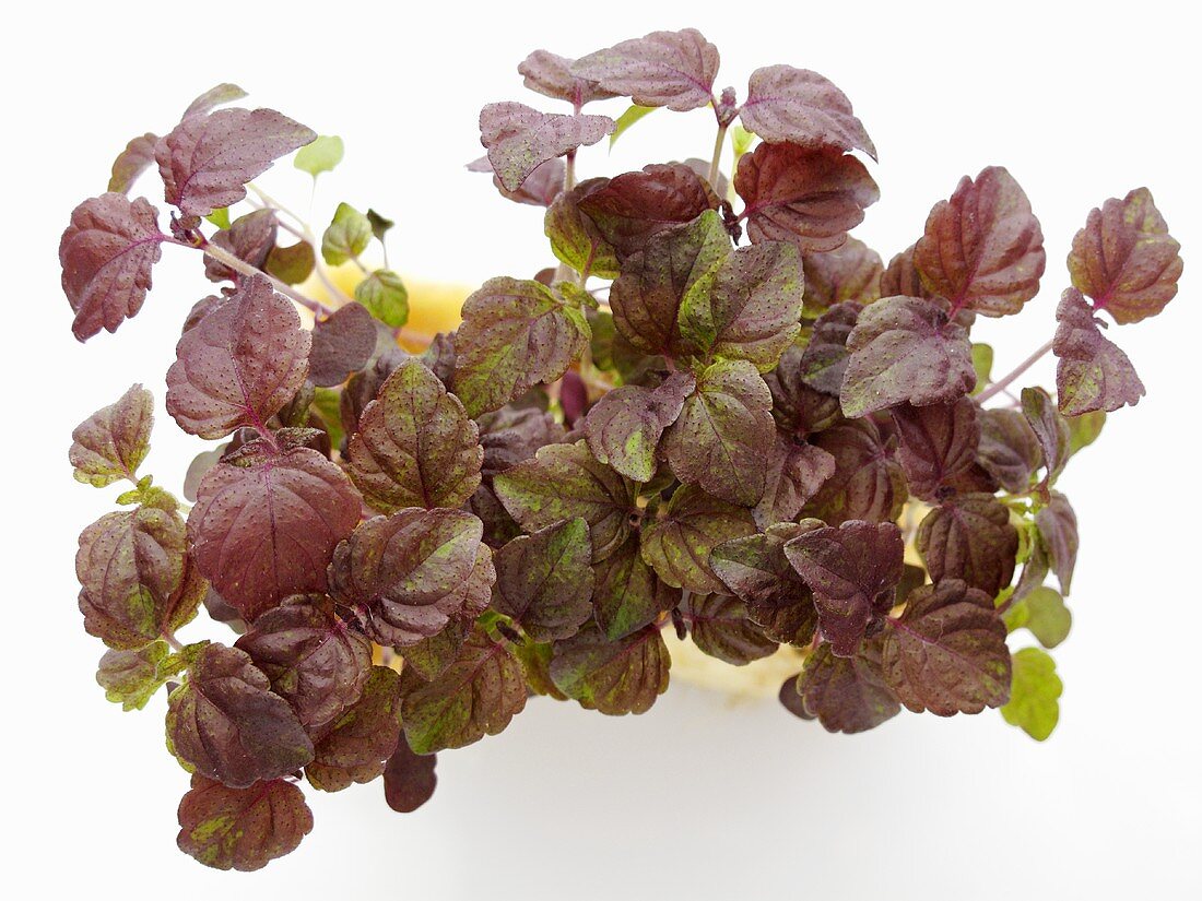 Red shiso (sprouts), seen from above