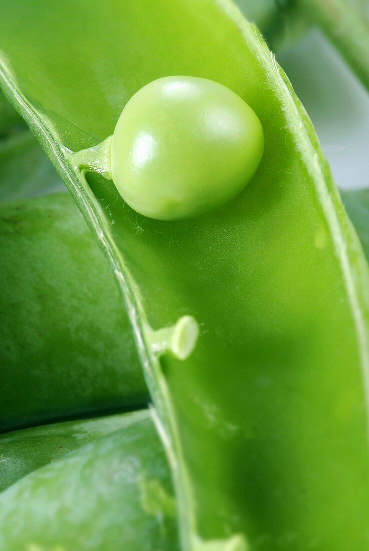 A pea in a pod (close-up)