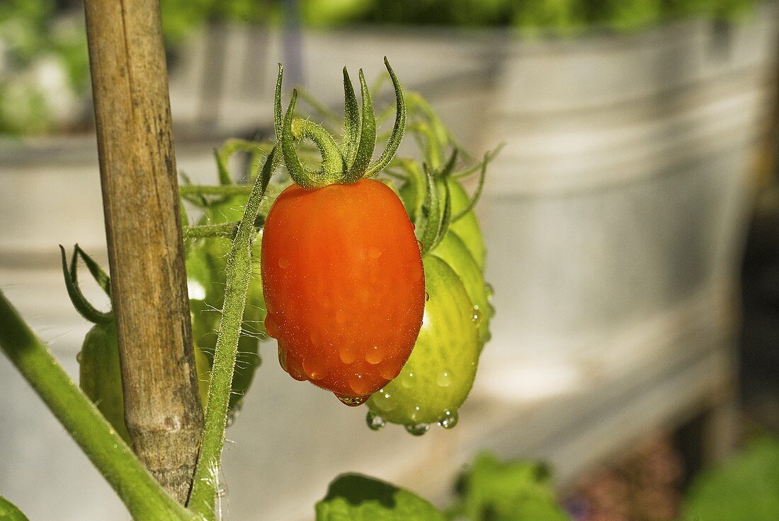 Ripe and Unripe Grape Tomatoes on the Plant